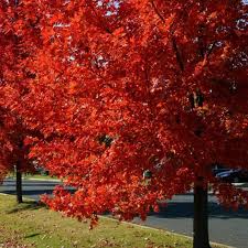 A beacon of Autumn: Red Maple, October’s Native of the Month