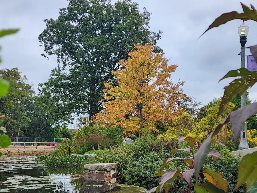 A beacon of Autumn: Red Maple, October’s Native of the Month