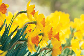 DAFFODILS – BULBS 