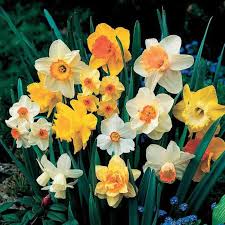 DAFFODILS – BULBS