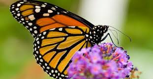In Defense of The Monarch Butterfly