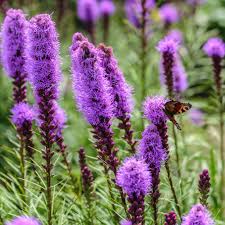 July’s Native Plant of the Month: Dense Blazing Star (Liatris spicata)