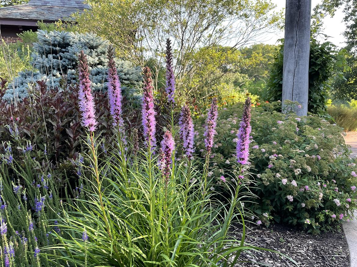 July’s Native Plant of the Month: Dense Blazing Star (Liatris spicata) 