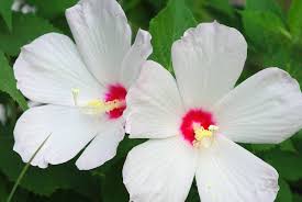 Native Plant of the Month (August) – Swamp Rose Mallow