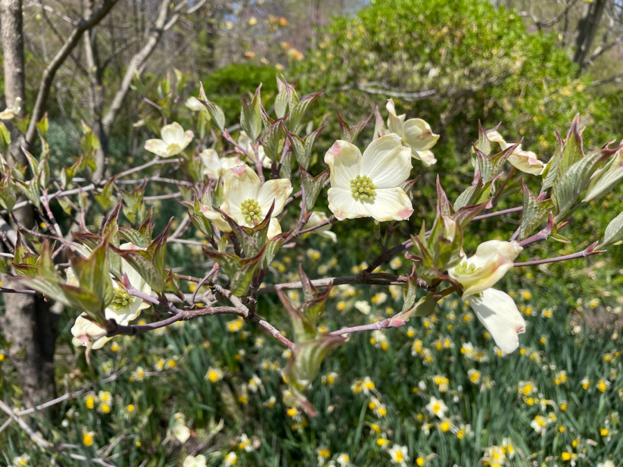 Native Plant of the Month: Flowering dogwood 