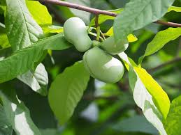 Native Plant of the Month: Pawpaw Tree