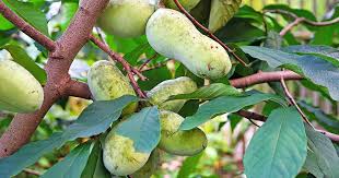 Native Plant of the Month: Pawpaw Tree