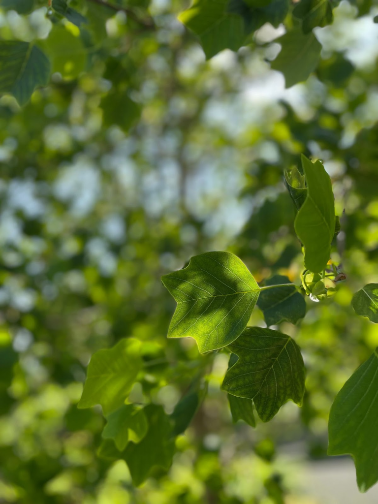 Native plant of the month: Liriodendron tulipifera, or tulip tree