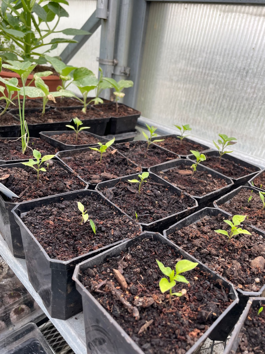 Seed Storage and Shelf Life
