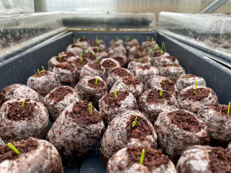 Seed Storage and Shelf Life
